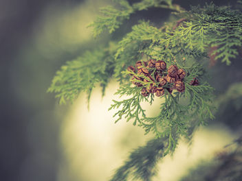 'in the woods' feeling - Free image #415651